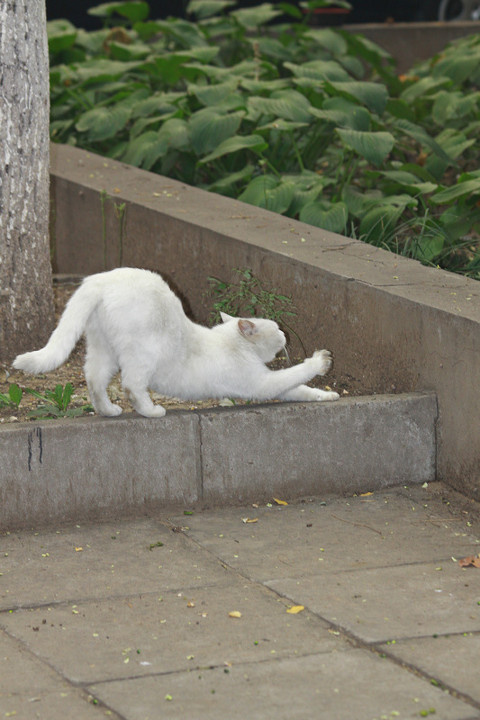 青年摄影学会与北京大学流浪的天使动物关爱协会（猫协）联合举行校园猫 