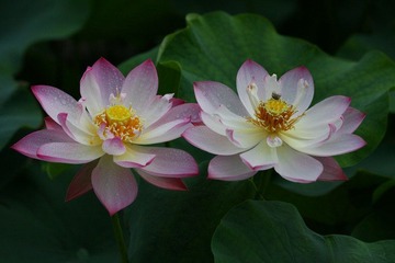 夏日荷花之四