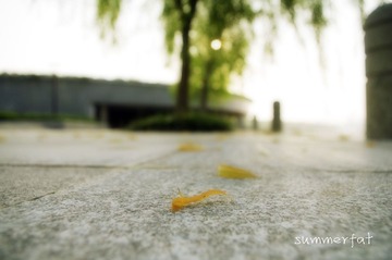 柳 留不住