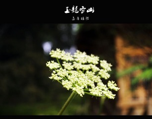 高原植被