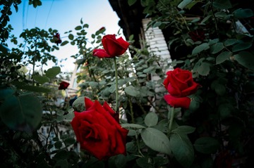 A4F90F75-60F7-45A2-9EF4-BFDEC572C29F/L0/001