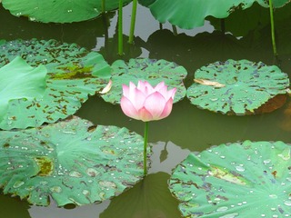 IMG_4378.jpg