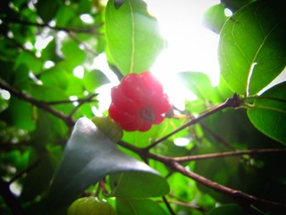 IMG_4445.jpg