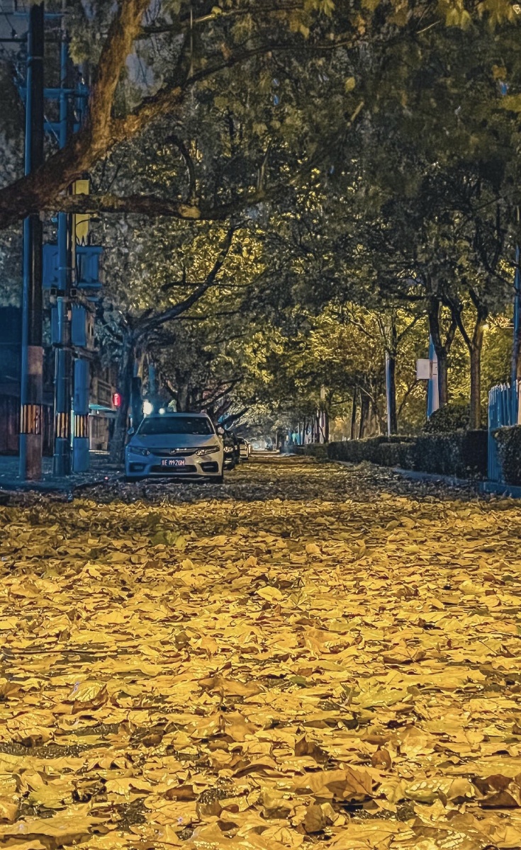 那天晚上落叶铺满了整座城市