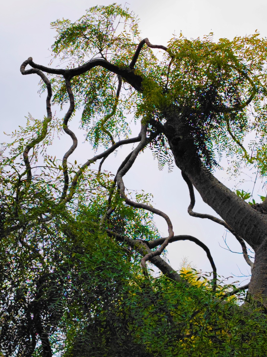 《龙爪榆》 庭前宠辱不惊,纵享鸟语花香. - lancyj - 图虫