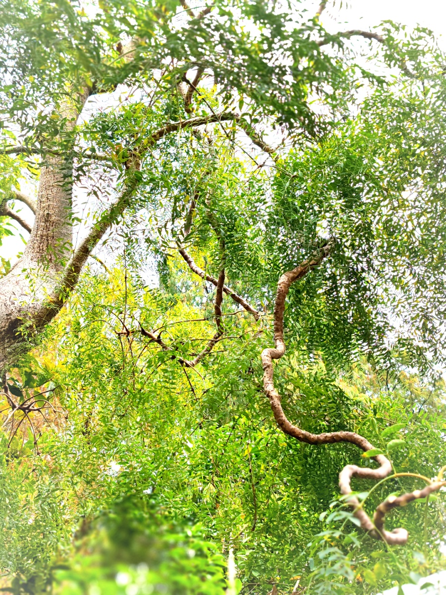 《龙爪榆》 庭前宠辱不惊,纵享鸟语花香. - lancyj - 图虫