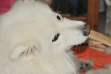 DSC_1528.JPG
