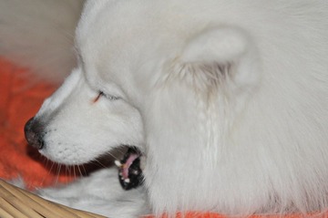 DSC_1526.JPG