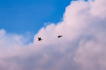 7803E0A8-C0F7-4260-B6EB-C7737D6D2AB7/L0/001