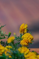 718B01D9-DE40-43F9-980D-12E554658F76/L0/001