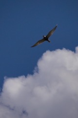 E723EAA7-D0EC-46CE-9356-E96168D1B6E8/L0/001