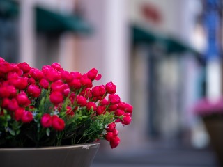 DSCF3481