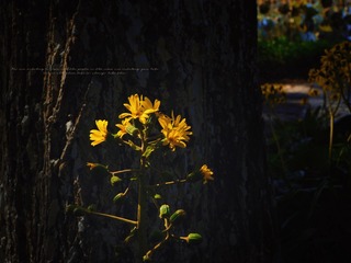 C20907E7-DF16-41C4-86C5-16A777063905/L0/001