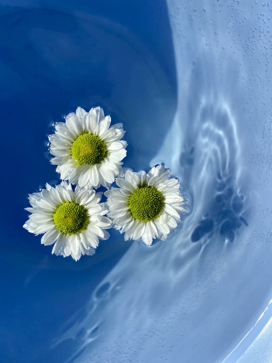 水中花蓝色系列