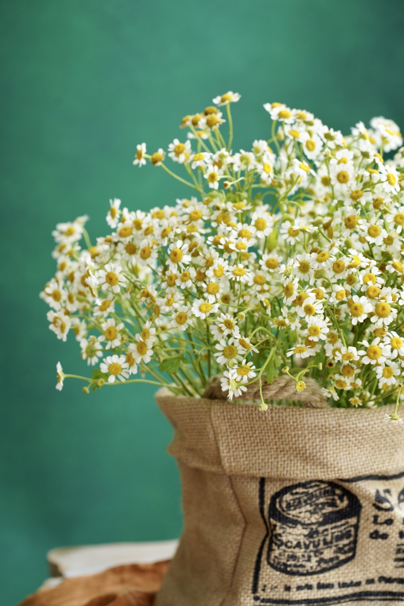 洋甘菊 - 朵_ - 图虫