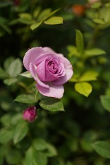 0B4B865C-BD03-4CD7-87FC-2022FFE5A731/L0/001