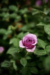 633F58D0-C500-43EB-BD34-C8BB6EA53A77/L0/001