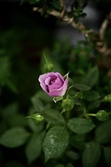 5A7E1792-E033-48D8-8622-82DF59AF167E/L0/001