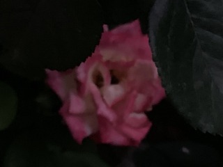 DCD5CA7D-6CB5-404C-82E6-7CC24BB61693/L0/001