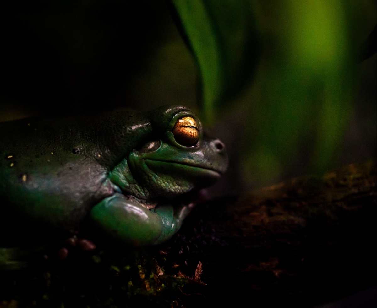 一只热带雨林的林蛙静静地趴在树枝上.