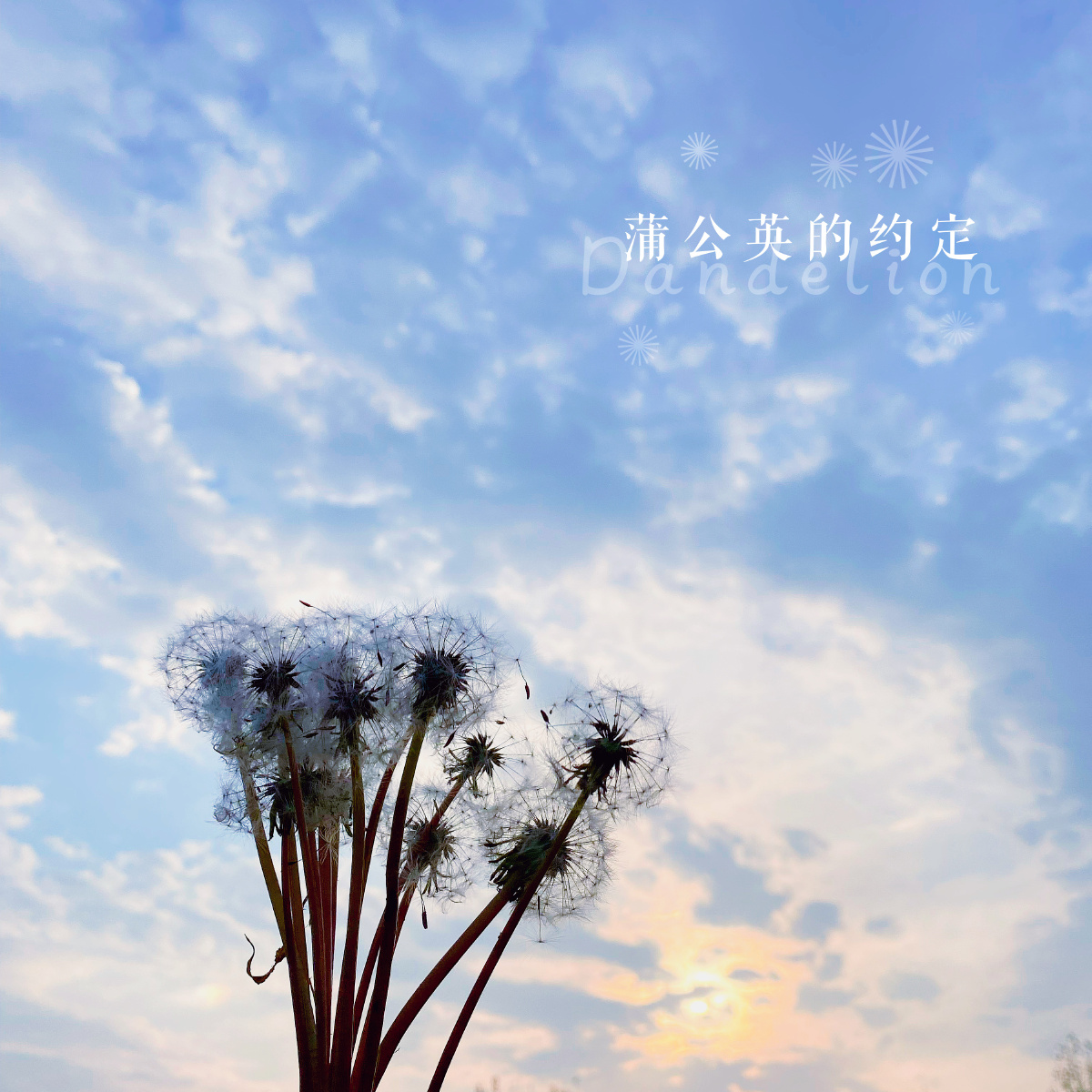 蒲公英的约定
