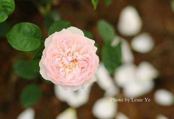 IMG_6533-恢复的.jpg