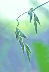 IMG_2824(1)_副本