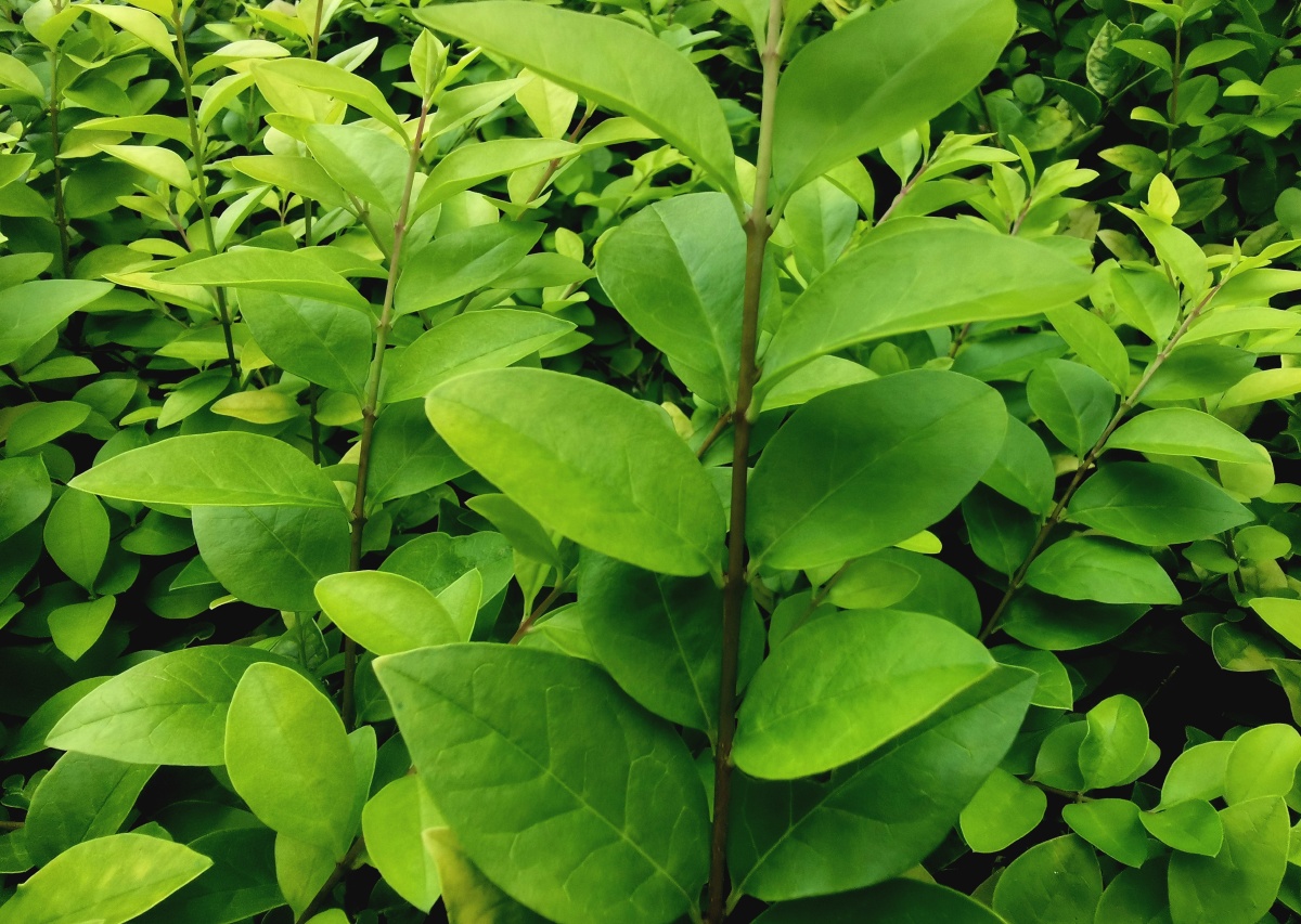 金叶女贞的叶子为绚丽的金