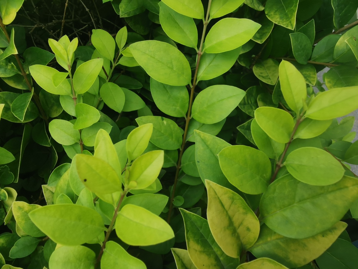 金叶女贞的叶子为绚丽的金