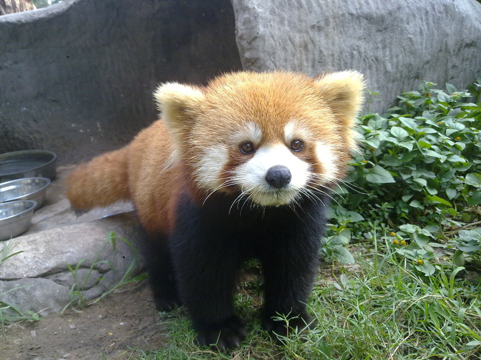 小熊猫