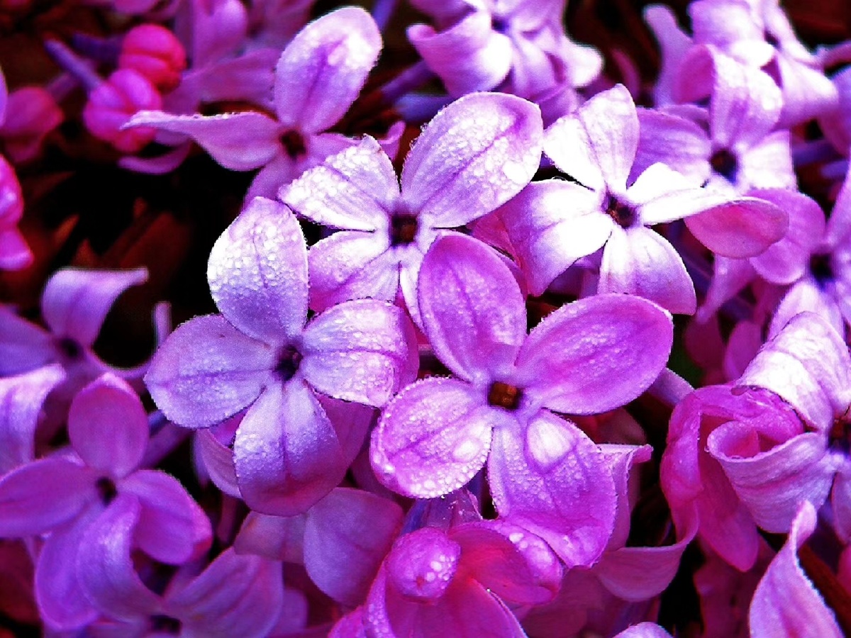 「#丁香花」 「#雨中」 「#微距」 「#雨中」的紫丁香 - 照见五蕴