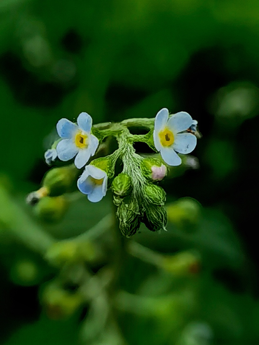 附地菜花 - 照见五蕴 - 图虫
