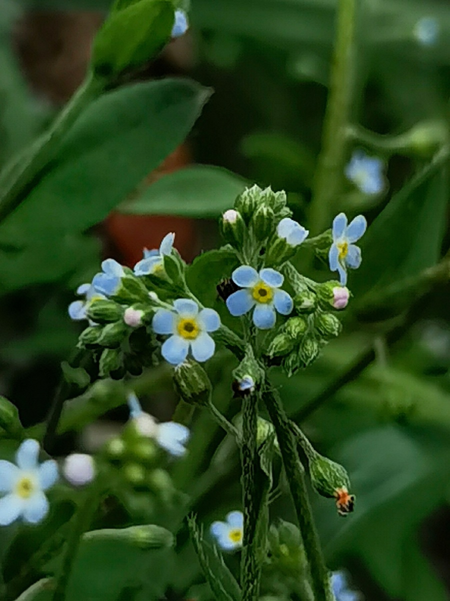 附地菜花 - 照见五蕴 - 图虫
