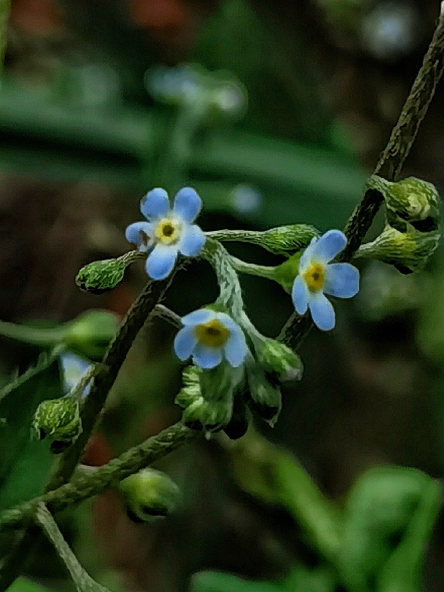 附地菜花 - 照见五蕴 - 图虫