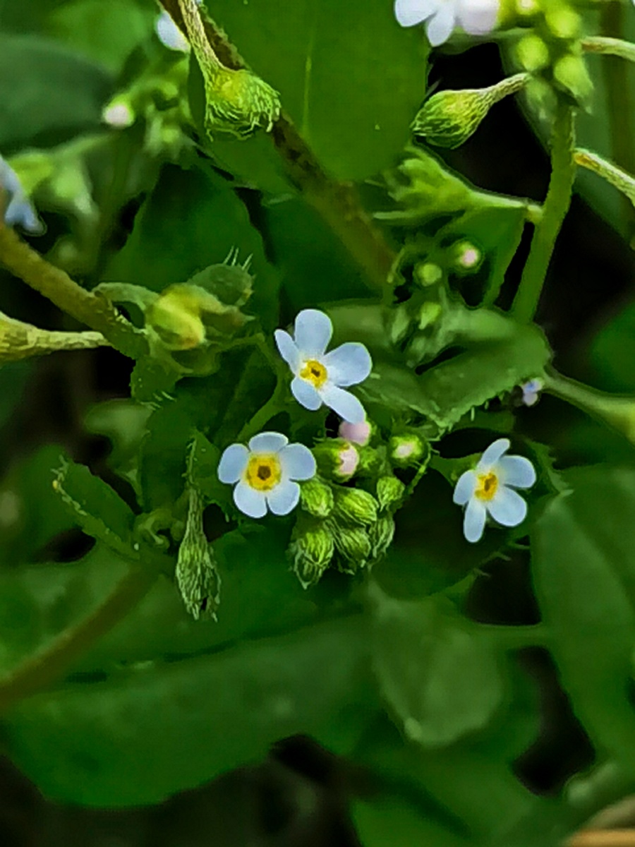 附地菜花 - 照见五蕴 - 图虫