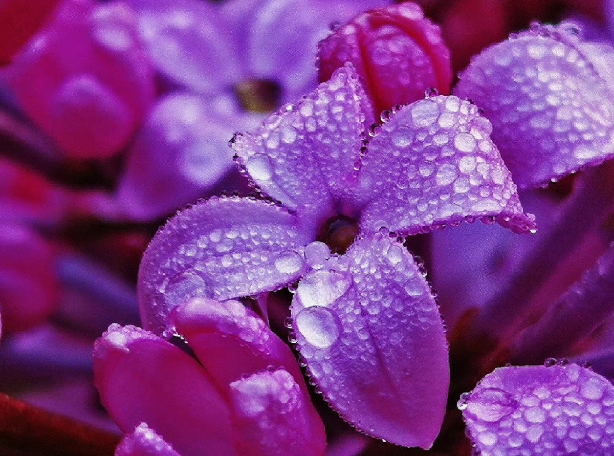 「#丁香花」 「#雨中」 「#微距」 「#雨中」的
