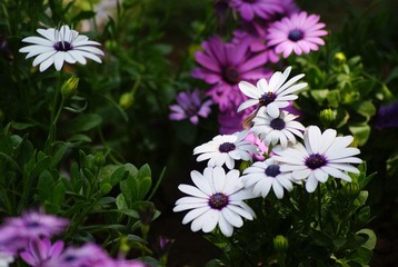 DSC09334.jpg