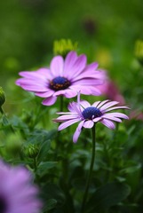 DSC09338.jpg