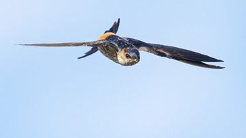 963977