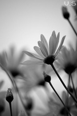 _IGP2747.jpg
