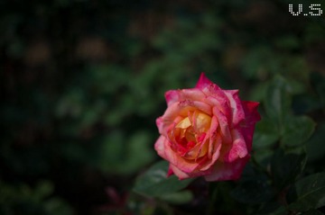 _IGP5613.jpg