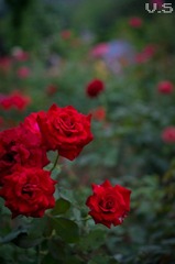 _IGP5609.jpg