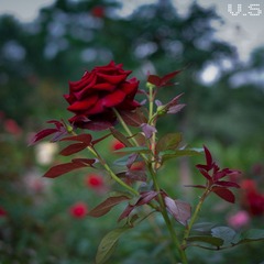 _IGP5612.jpg