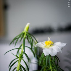 _IGP6143.jpg