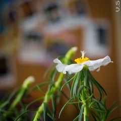 _IGP6145.jpg