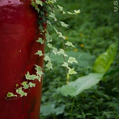 _IGP5796.jpg