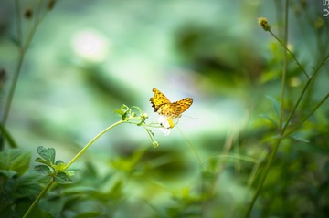 _IGP7651.jpg