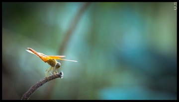 _IGP8446_nEO_IMG.jpg