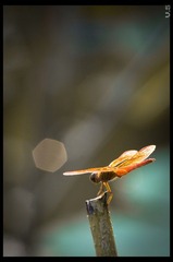 _IGP8443.jpg