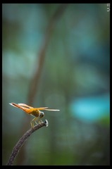 _IGP8448_nEO_IMG.jpg